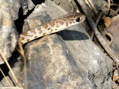 Coluber constrictor mormon