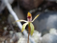 Caladenia atradenia