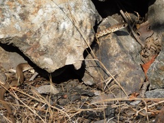 Coluber constrictor mormon