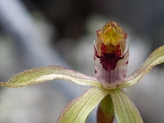 Caladenia atradenia