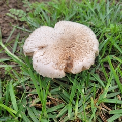 Leucoagaricus barssii