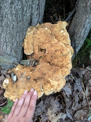 Bondarzewia berkeleyi