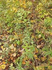 Symphyotrichum novi-belgii novi-belgii