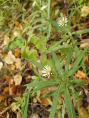 Symphyotrichum novi-belgii novi-belgii