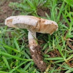 Leucoagaricus barssii
