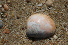 Laevicardium crassum