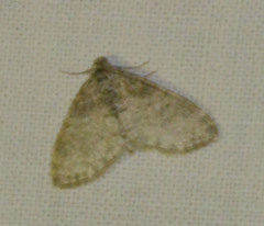Lobophora halterata