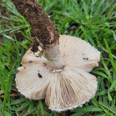 Leucoagaricus barssii