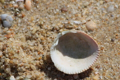 Laevicardium crassum