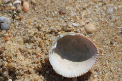 Laevicardium crassum