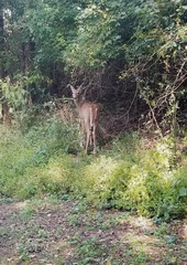 Odocoileus virginianus