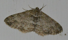 Paradarisa consonaria