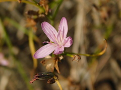 Lewisia columbiana