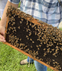 Apis mellifera