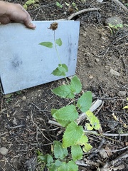 Agastache urticifolia