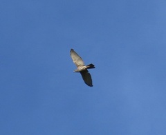 Accipiter rufitorques