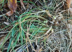 Arrhenatherum elatius bulbosum