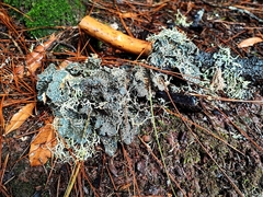 Lobarina scrobiculata