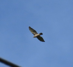 Accipiter rufitorques