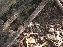 Trachylepis comorensis