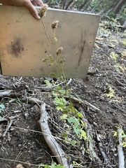 Agastache urticifolia