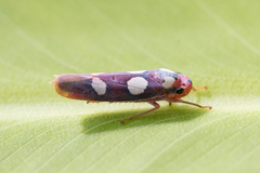 Tettisama quinquemaculata