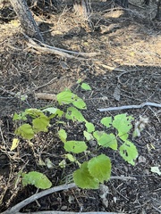 Agastache urticifolia