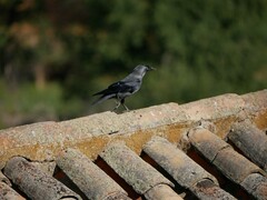 Corvus monedula