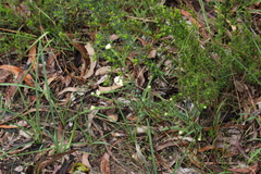 Pimelea flava dichotoma