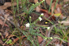 Pimelea flava dichotoma