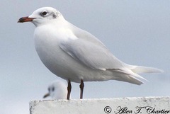 Ichthyaetus melanocephalus