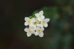Pimelea flava dichotoma