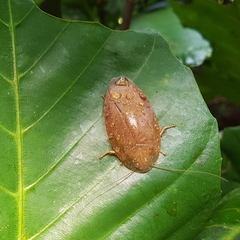 Pseudophoraspis nebulosa