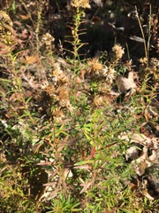 Ionactis linariifolia