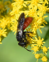Sphecodes albilabris