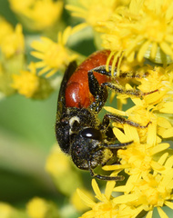 Sphecodes albilabris