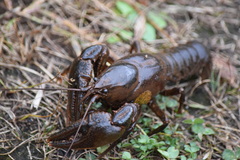 Lacunicambarus nebrascensis