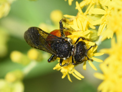 Sphecodes albilabris