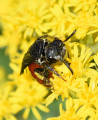 Sphecodes albilabris