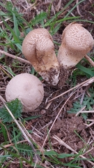 Lycoperdon excipuliforme