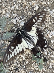 Papilio polyxenes rudkini