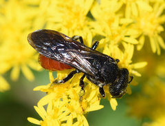 Sphecodes albilabris