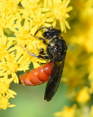 Sphecodes albilabris
