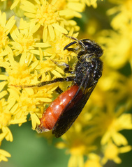 Sphecodes albilabris