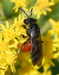 Sphecodes albilabris