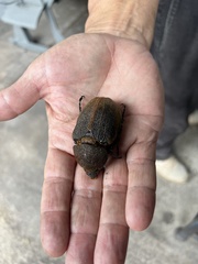 Scarabaeoidea