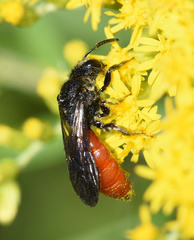 Sphecodes albilabris