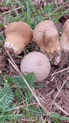 Lycoperdon excipuliforme
