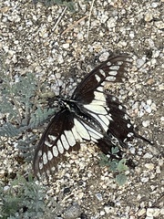 Papilio polyxenes rudkini