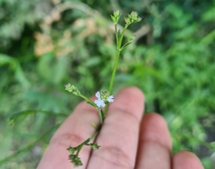 Verbena montevidensis